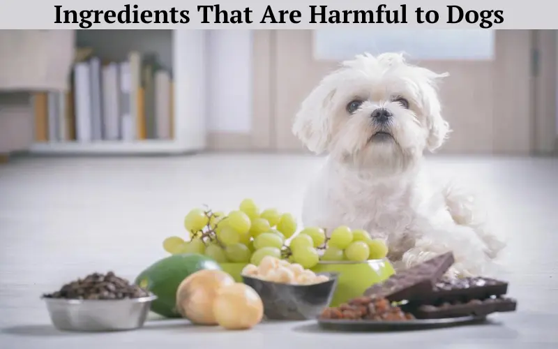 Ingredients That Are Harmful to Dogs